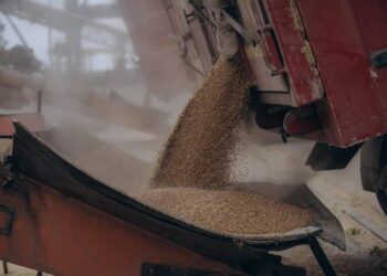 Україна наростила валютну виручку від агроекспорту – куди і що поставляє найбільше