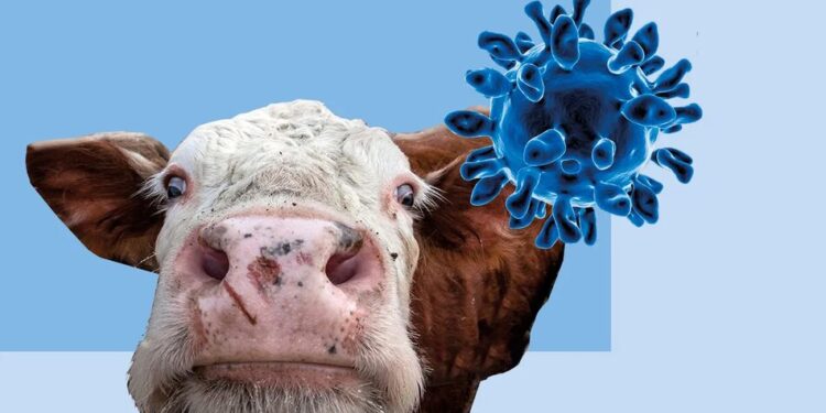 Фейк про "епідемію ящура"на Житомирщині не підтвердився – ЦПД