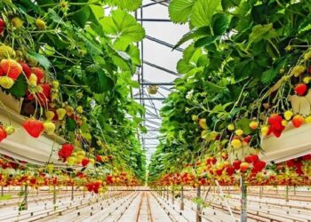 Як отримати грант в аграрці – уряд оновив правила