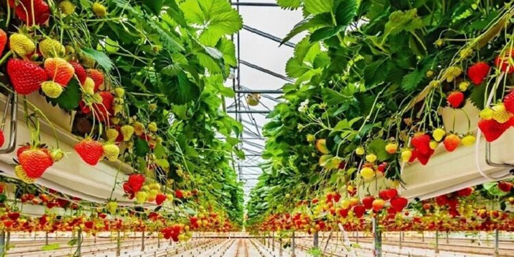 Як отримати грант в аграрці – уряд оновив правила