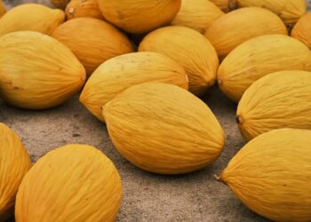 Користь та шкода дині для організму