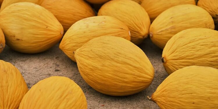 Користь та шкода дині для організму