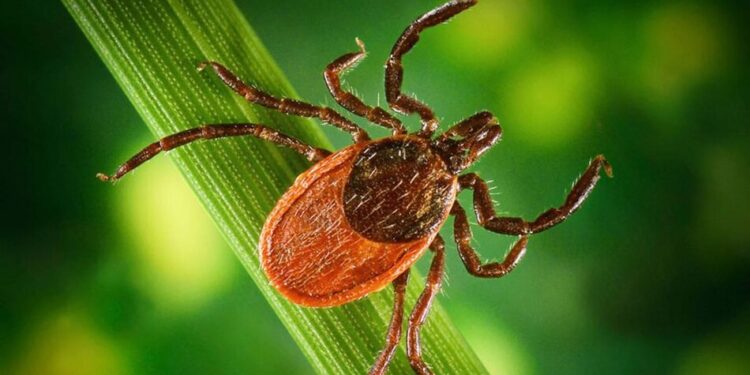 У Києві починається пік активності кліщів – вже зафіксовано 12 випадків хвороби Лайма