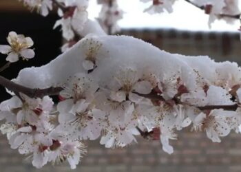 До 50% втрат врожаю – як весняні заморозки змінять ринок кісточкових в Україні