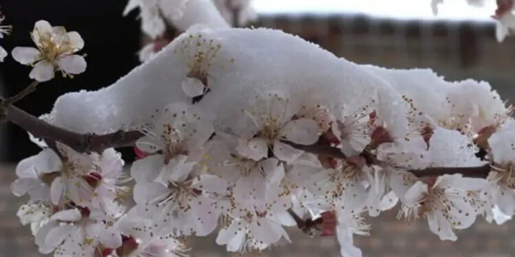До 50% втрат врожаю – як весняні заморозки змінять ринок кісточкових в Україні