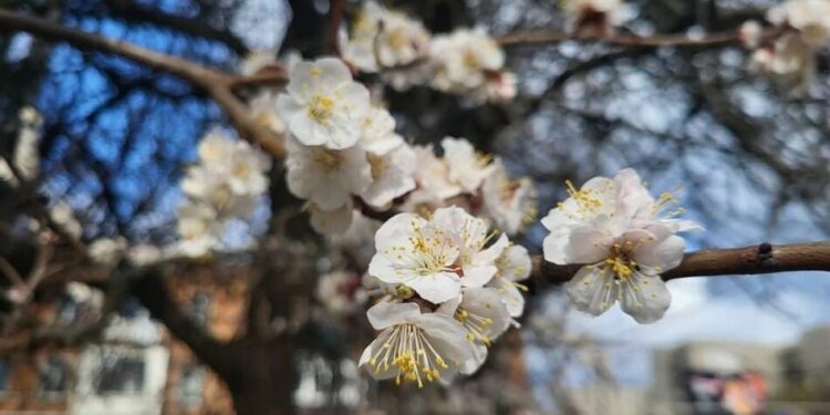 В Україні 24 квітня очікується вітряна погода та похолодання
