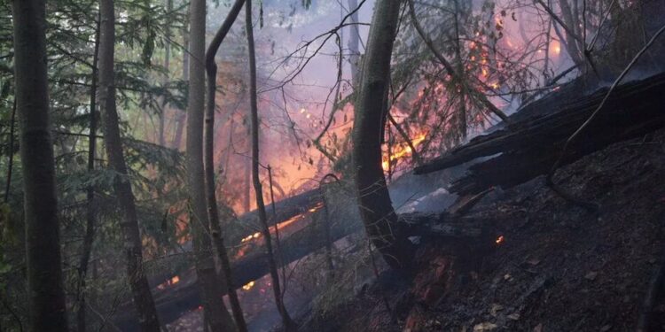 П'ять областей на початку травня охопили лісові пожежі, наразі частину ліквідовано, частину локалізовано – Клименко
