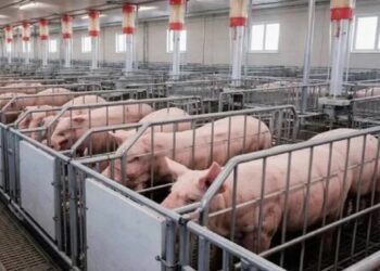 Грузія відкрила ринок для українського м'яса та кормів для тварин