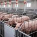 Грузія відкрила ринок для українського м'яса та кормів для тварин
