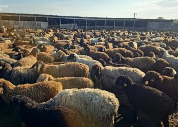 На Одещині викрили схему розкрадання держдотацій для фермерів через фіктивну худобу