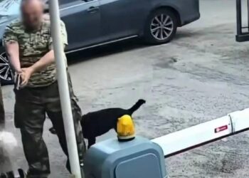 У Києві чоловік зі зброєю напав на літнього охоронця через собаку