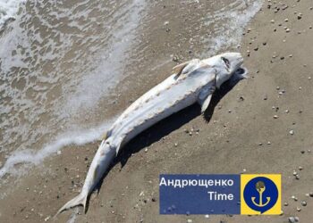 Наслідки нафтової катастрофи в російській анапі дісталися Азовського моря