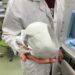 У Чехії розробили і тестують технологію 3D-друку біокісток