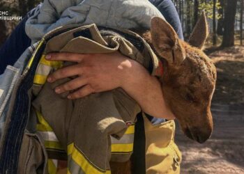 З палаючого Чорнобильського лісу вогнеборці врятували червонокнижне лосеня