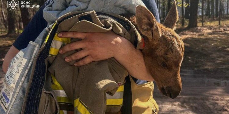 З палаючого Чорнобильського лісу вогнеборці врятували червонокнижне лосеня