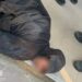 У Миколаєві чоловік вбив собаку та намагався втекти, його затримали патрульні