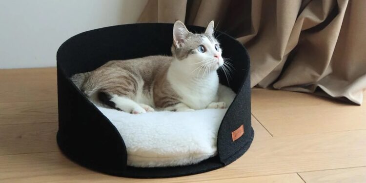 Какие лежаки предпочитают коты