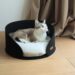 Какие лежаки предпочитают коты