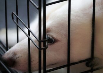 Українці просять уряд посилити відповідальність за навмисне вбивство або мордування тварин