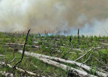 Пожежу в заповіднику на Житомирщині гасили чотири доби після атаки рф