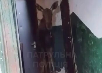Лось забрів у під'їзд багатоповерхівки у Києві – його повернули до лісу