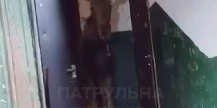 Лось забрів у під'їзд багатоповерхівки у Києві – його повернули до лісу