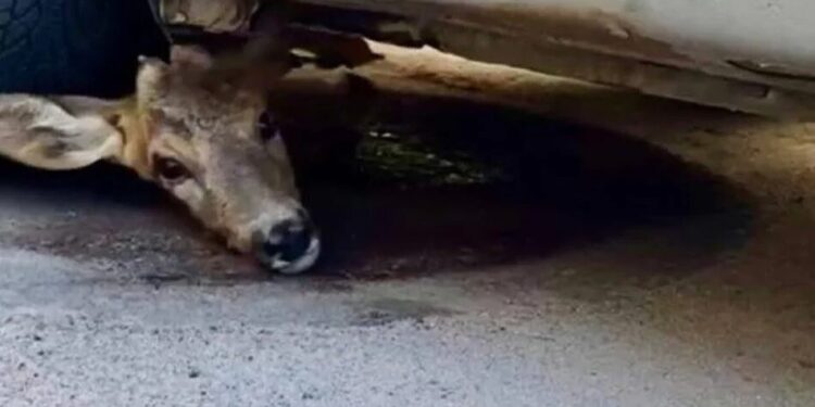 Козуля, яка під час обстрілу залізла під авто у Києві, отримала поранення. Її госпіталізували – волонтери