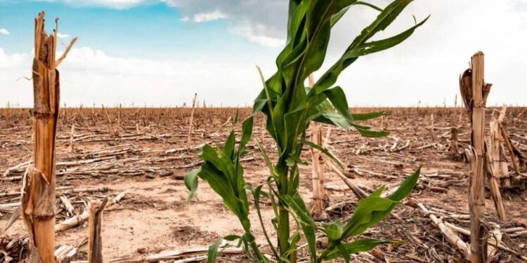 Спека та посуха різко обвалили доходи домогосподарств Європи майже на 3%