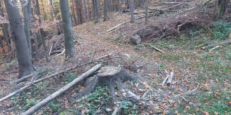 ДП Ліси України сплатить 83 мільйони за незаконні рубки в заповіднику – Офіс Генпрокурора