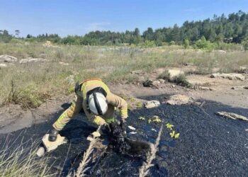 Рятувальники на Рівненщині витягли собаку з глибокої ями зі смолою