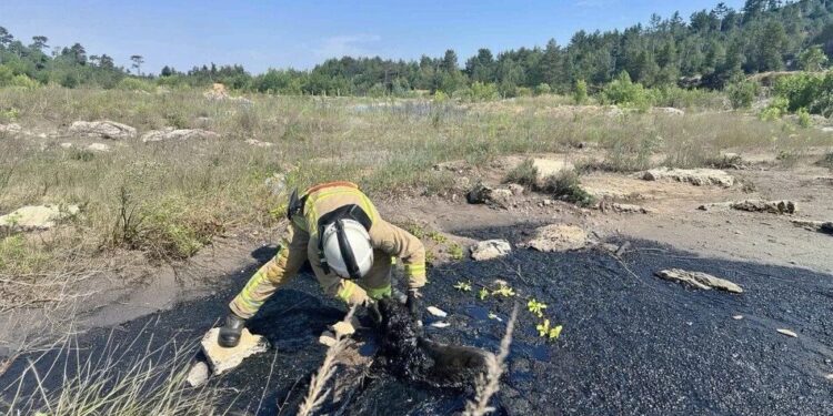 Рятувальники на Рівненщині витягли собаку з глибокої ями зі смолою