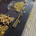 Масштабну схему видобутку бурштину викрили на Рівненщині – знайшли десятки кілограмів каміння та готівку у валюті