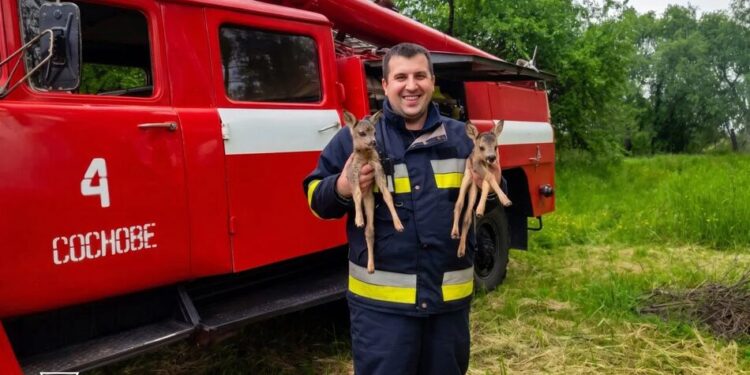 На Рівненщині надзвичайники врятували з охопленої вогнем трави двох оленят