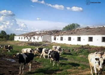 Армія рф вдарила дроном по фермі на Сумщині: частина худоби загинула, ще частина – поранена