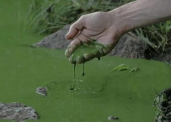 Вода у волзі в самарі стала отруйно-зеленою через ціанобактерії – у СЗР заявили про провал екопроєкту путіна