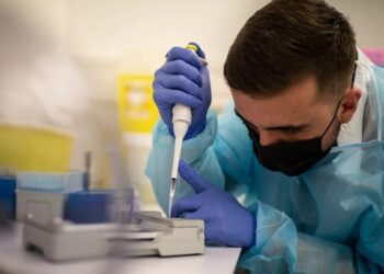 Австралія підтвердила перший випадок H5N1 у місцевого морського птаха