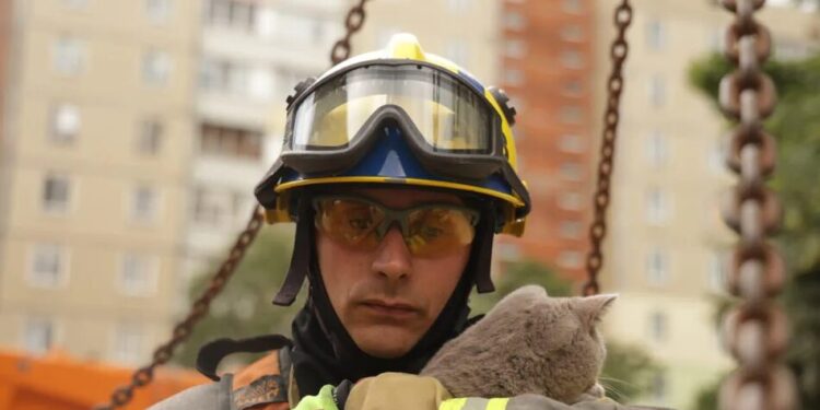 "Є місце для добра". У Києві врятували кота з пошкодженої квартири після обстрілу рф