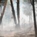 У Зоні відчуження горить лісова підстилка, радіаційний фон у нормі