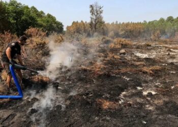 У Франції затримали понад 400 осіб за підпали лісів