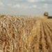 Корецький зустрівся з представниками агробізнесу через посилення терору рф на морі, готують заходи для підтримки галузі