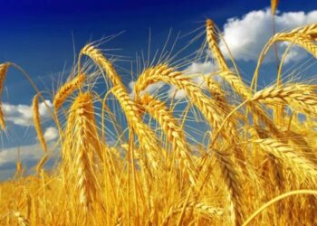 Як зберегти врожай від літньої спеки – корисні поради