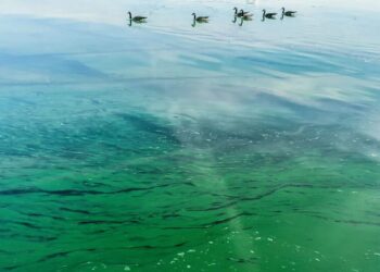 Токсичні водорості з’явилися на узбережжі Балтійського моря в Німеччині та Польщі, влада попереджає про небезпеку купання
