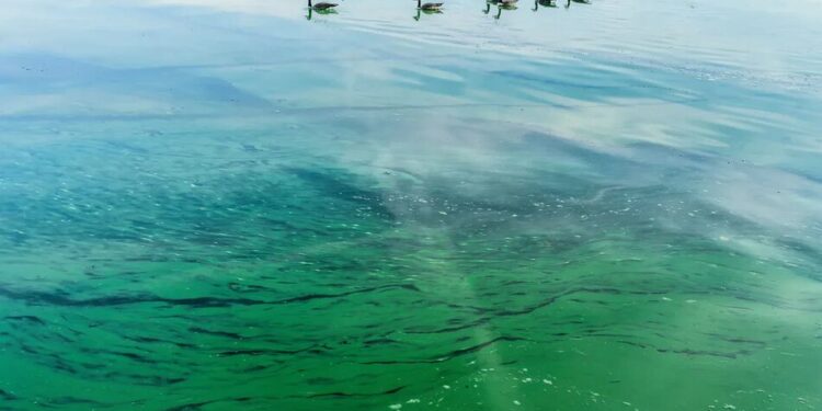 Токсичні водорості з’явилися на узбережжі Балтійського моря в Німеччині та Польщі, влада попереджає про небезпеку купання