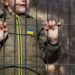 "Ексміністру днр" і трьом його спільникам оголосили підозру за депортацію 53 українських дітей до росії – Генпрокурор