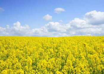 Що святкують 7 серпня в Україні та світі
