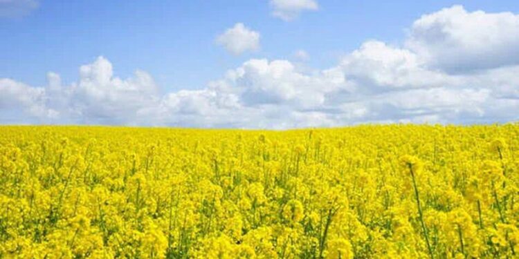 Що святкують 7 серпня в Україні та світі