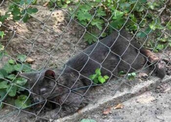 У Львові через сказ у кота запровадили карантин у 5-кілометровій зоні