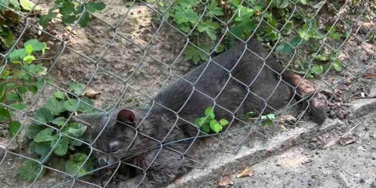 У Львові через сказ у кота запровадили карантин у 5-кілометровій зоні