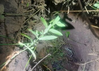 Латвійські прикордонники виявили підземний тунель на кордоні з білоруссю – затримано 15 нелегалів