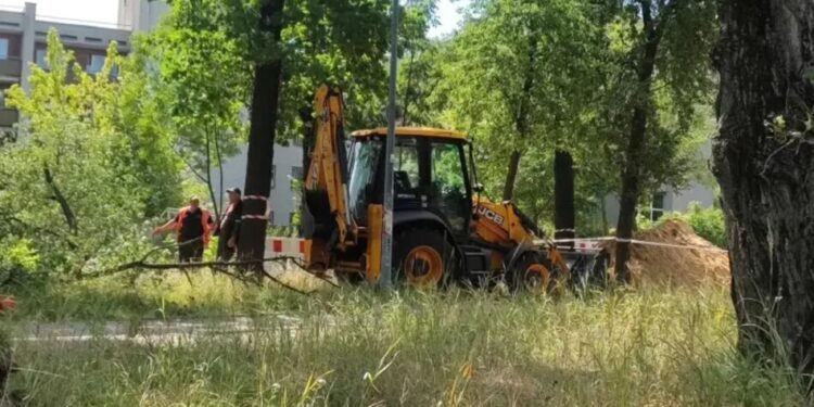 Роботи з видалення дерев на Теремках – КМДА не ухвалювала рішень